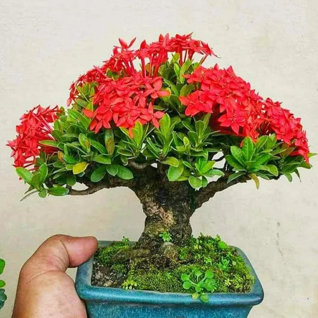 Ixora Red Bonsai Live Plant