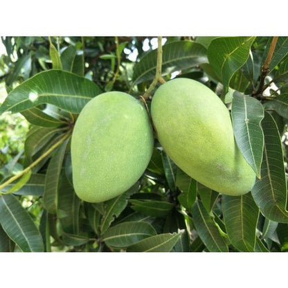 Banganapalli Mango Grafted Live Plant