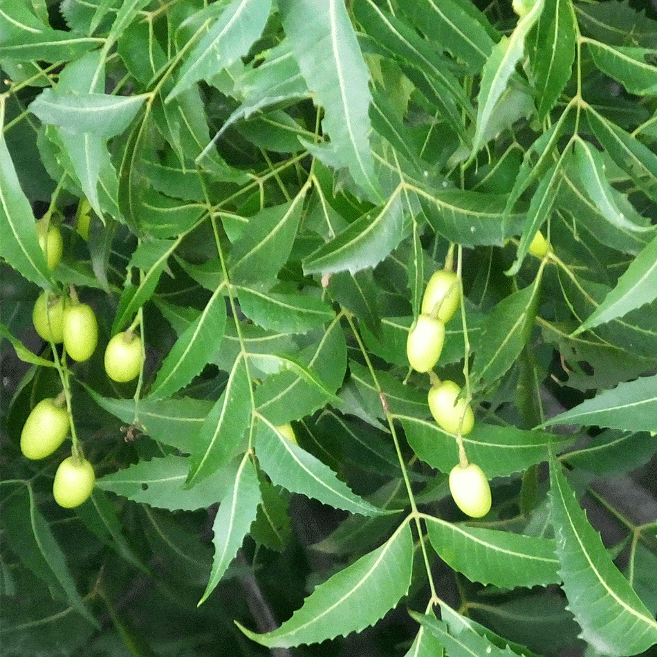 Neem (Margosa) Live Plant