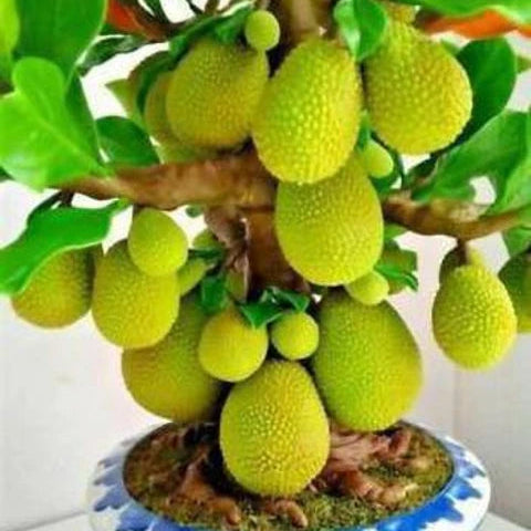 Jackfruit Tree Bonsai Live Plant