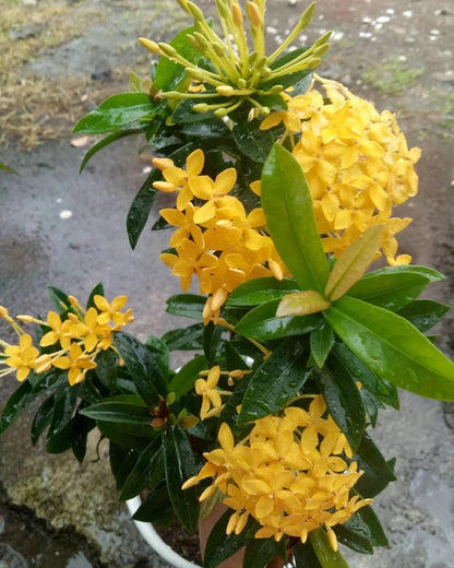 Dwarf Ixora Yellow All Time Flowering Live Plant