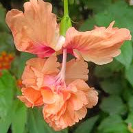 Hibiscus Orange Hanging Double Petal (Desi Variety) All Time Flowering Live Plant