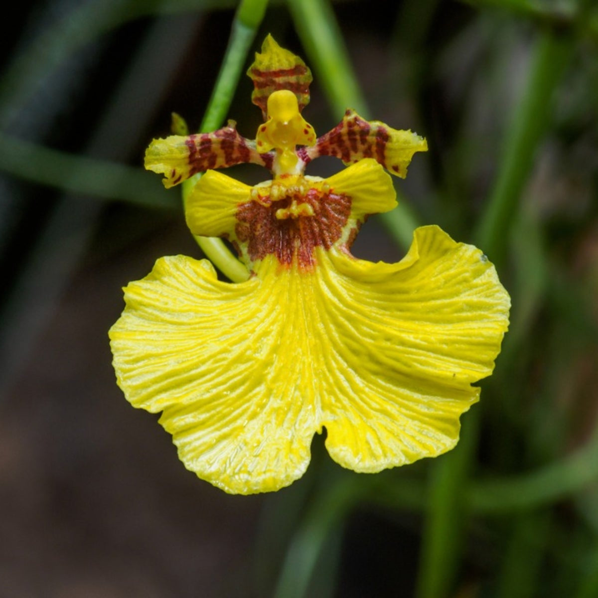 Oncidium Yellow (Dancing Doll Orchid) Live Plant
