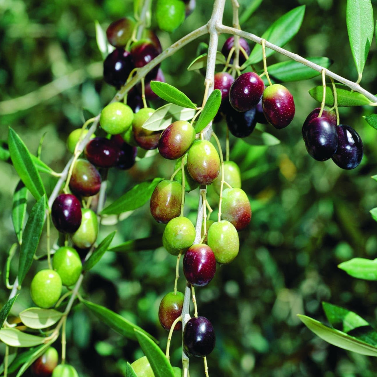 Arabic Olive Live Plant