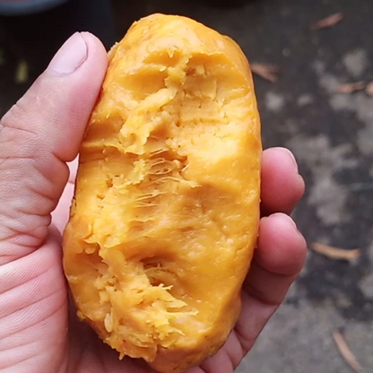 Olosappo (Manilkara hexandra ) Fruit Plant