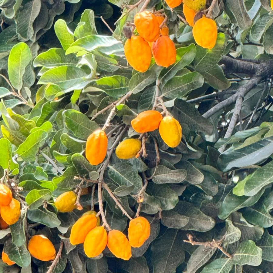 Olosappo (Manilkara hexandra ) Fruit Plant