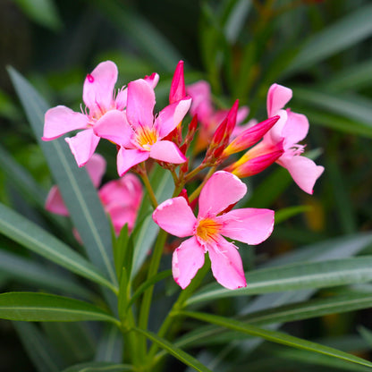 Arali Pink Single Petal (Nerium oleander) All Time Flowering Live Plant