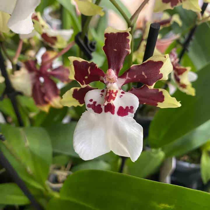 Oncidium Colmanara Jungle Monarch Orchid live plant