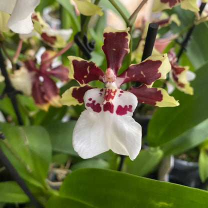 Oncidium Colmanara Jungle Monarch Orchid live plant