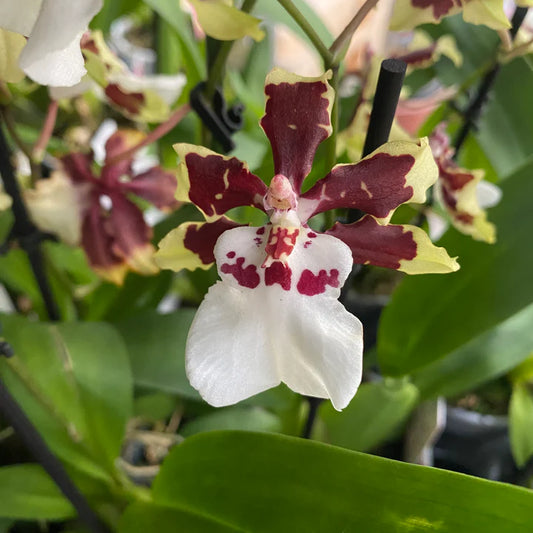 Oncidium Colmanara Jungle Monarch Orchid live plant