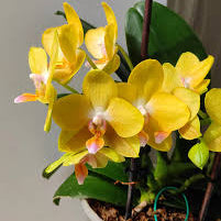 Phalaenopsis Lioulin Lawrence highly fragrant Orchid live plant