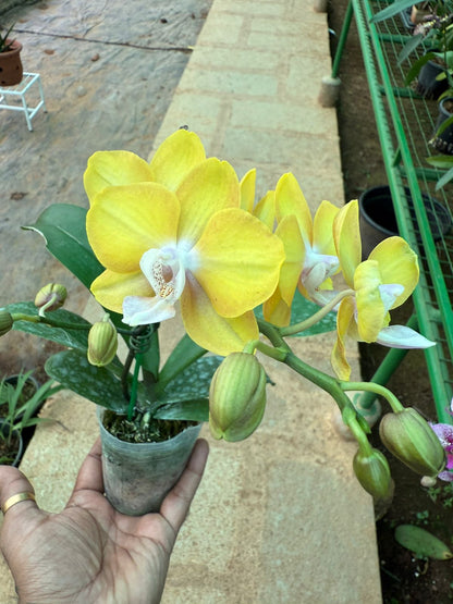 Phalaenopsis Lioulin Lawrence highly fragrant Orchid live plant