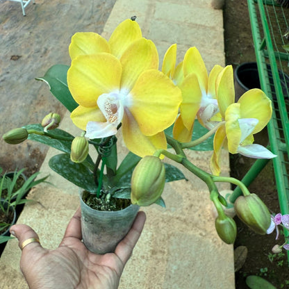 Phalaenopsis Lioulin Lawrence highly fragrant Orchid live plant