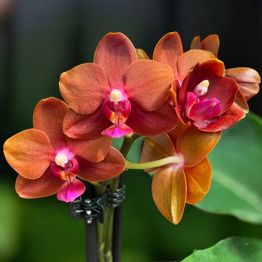 Phalaenopsis Lioulin Diana 'Maui sunset' highly fragrant Orchid live plant