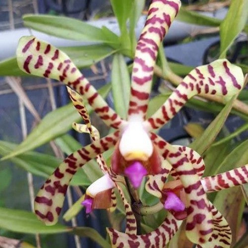 Arachnis Maggie Oei Variegated Orchid live Plant