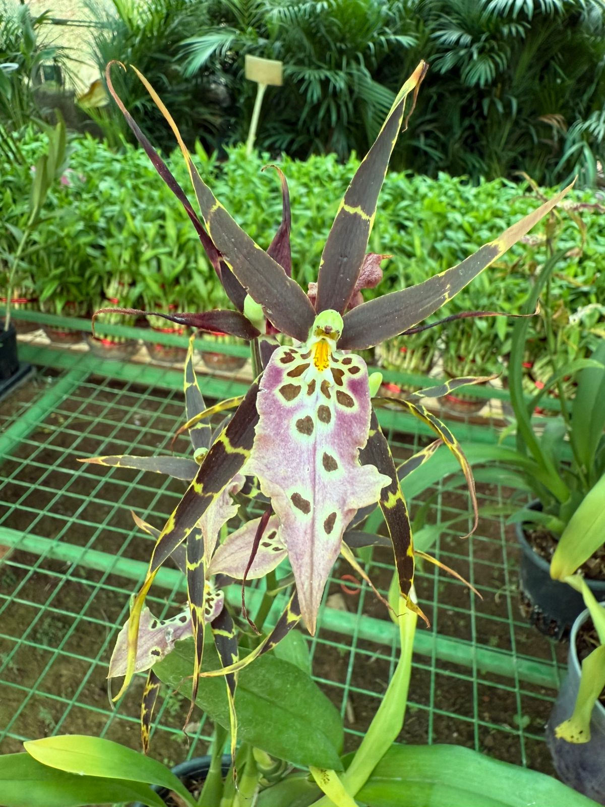 Bratonia Shelob Tolkien orchid live plants