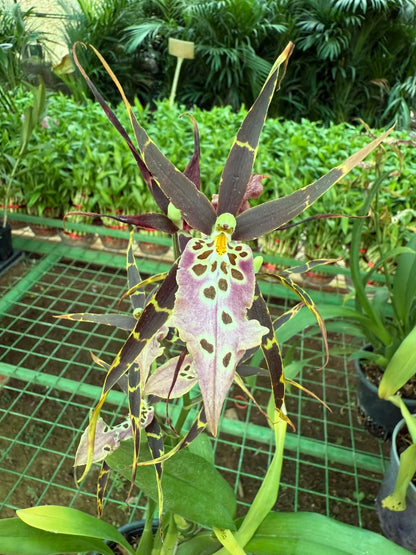 Bratonia Shelob Tolkien orchid live plants