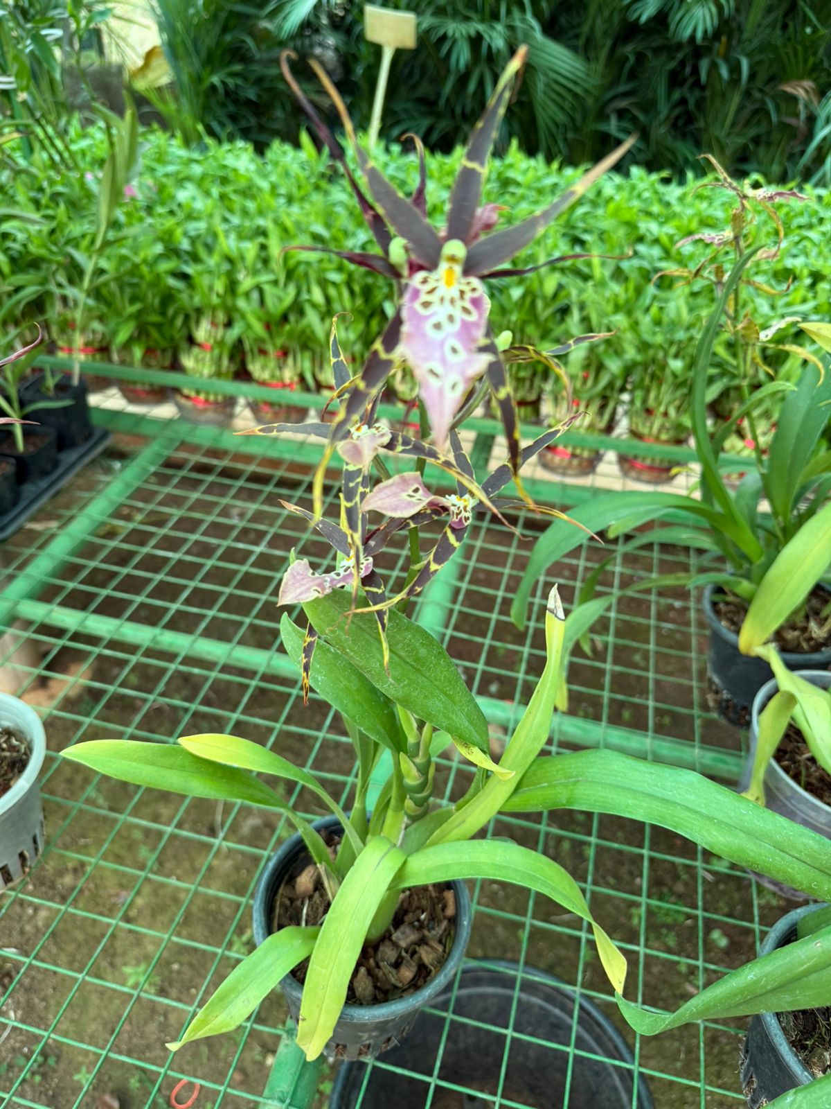Bratonia Shelob Tolkien orchid live plants