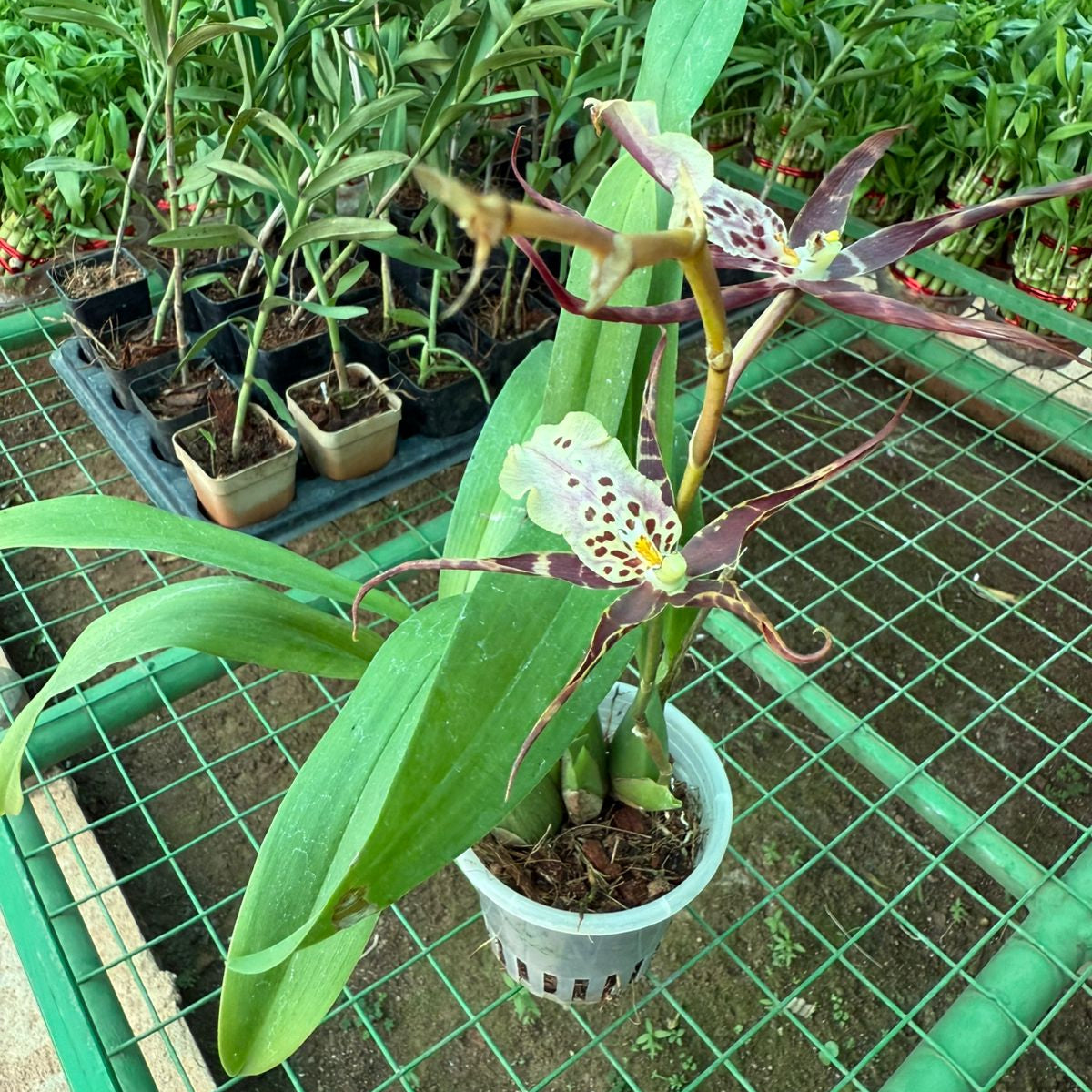 Bratonia Shelob Tolkien orchid live plants
