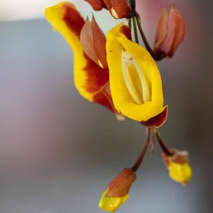 Thunbergia mysorensis Rare Flowering Live Plant