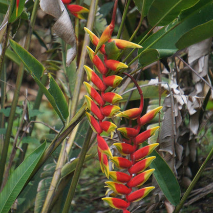 Heliconia Rostrata Flowering Live Plant