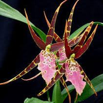 Bratonia Shelob Tolkien orchid live plants