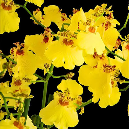Oncidium Yellow (Dancing Doll Orchid) Live Plant