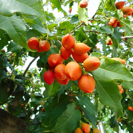 Peanut Butter Fruit Plant