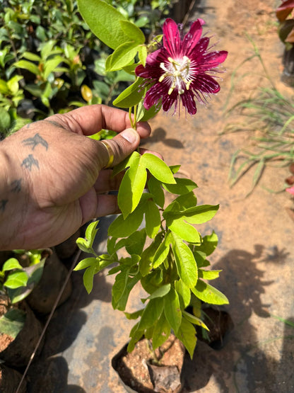 Passiflora Lady Margaret burgandy (Krishna Kamal) Flowering Live Plant