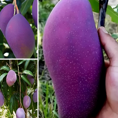 Nam Doc Mai Purple Mango Live Plant