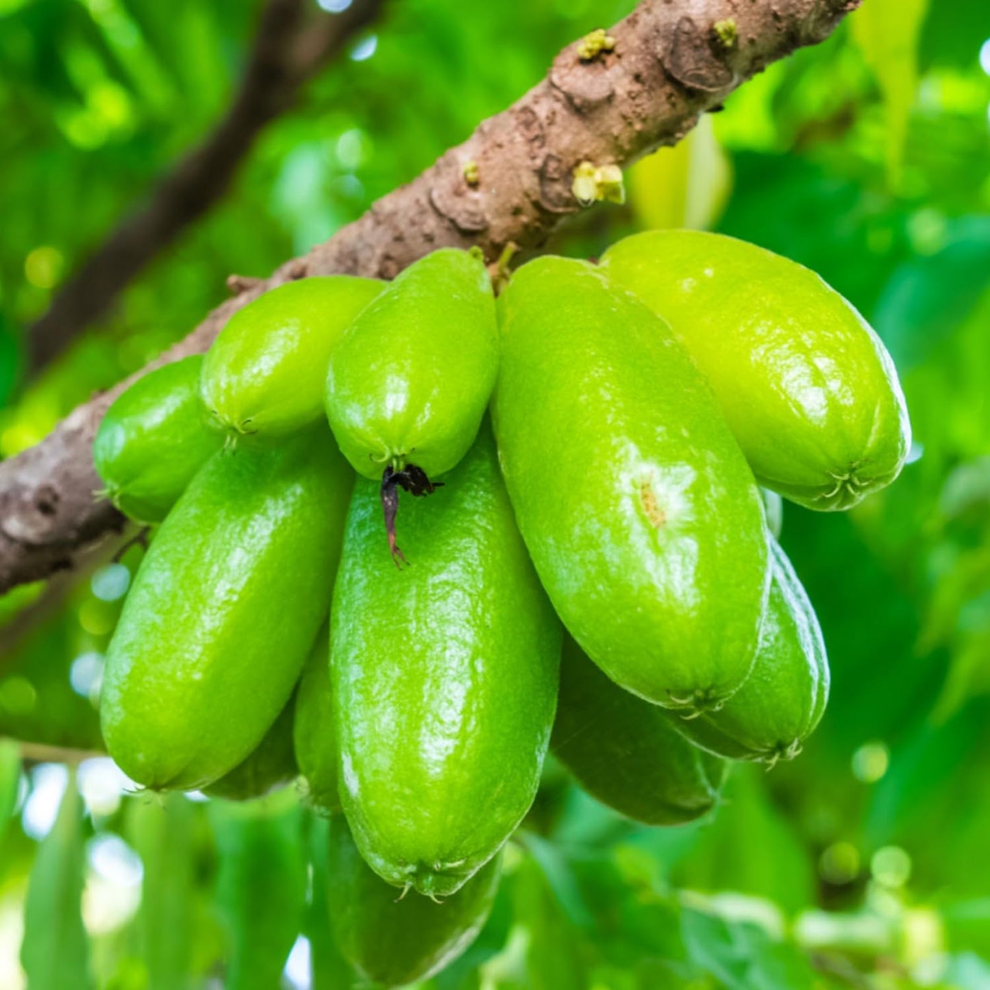 Bilimbi (Irumban Puli) Live Plant