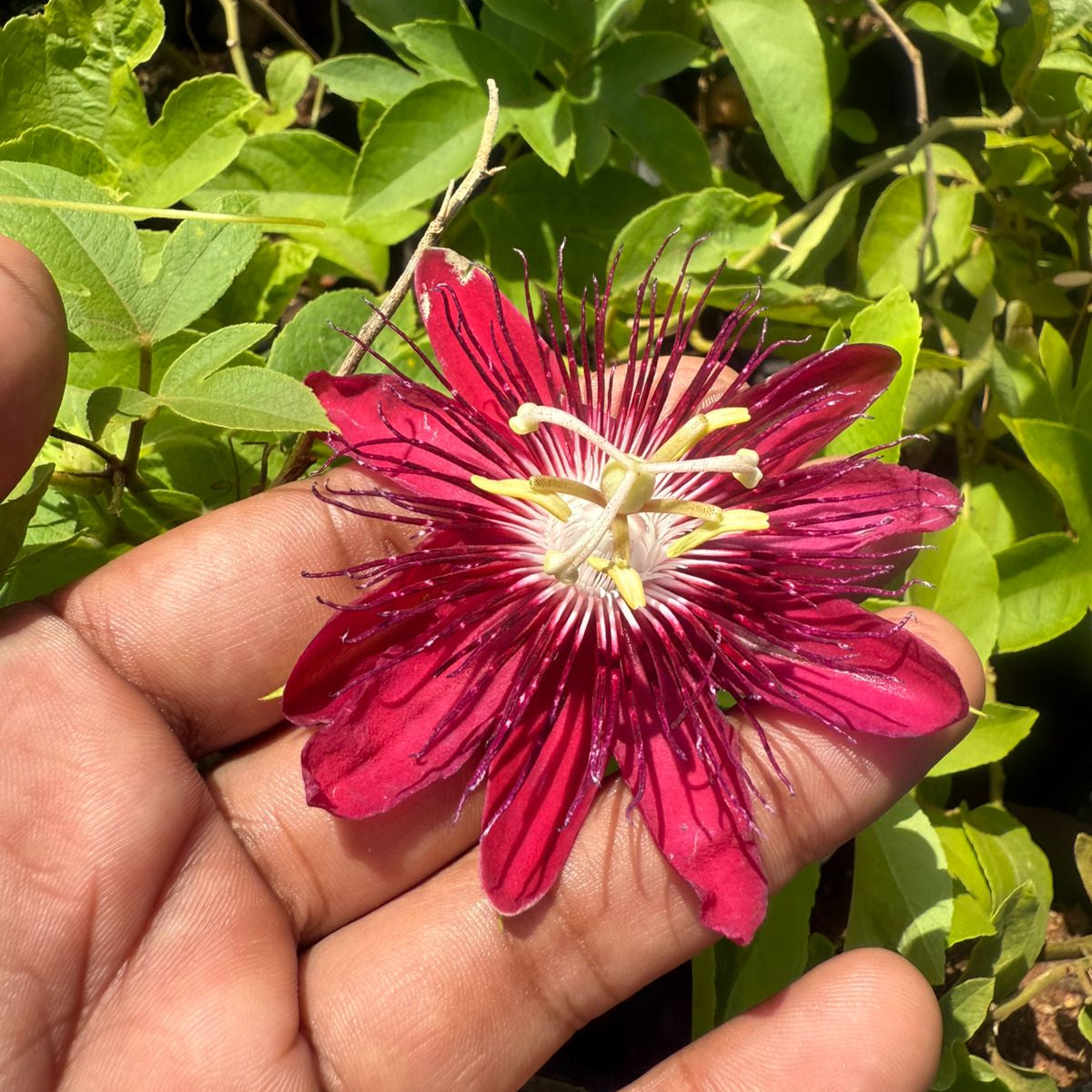 Passiflora Lady Margaret burgandy (Krishna Kamal) Flowering Live Plant