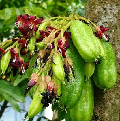 Bilimbi (Irumban Puli) Live Plant