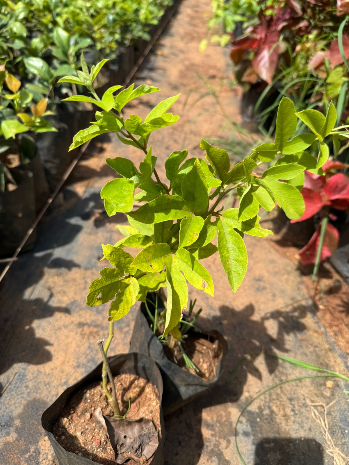 Passiflora Lady Margaret burgandy (Krishna Kamal) Flowering Live Plant