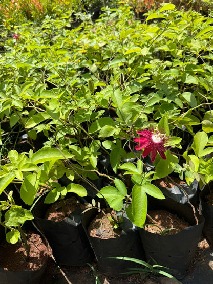 Passiflora Lady Margaret burgandy (Krishna Kamal) Flowering Live Plant