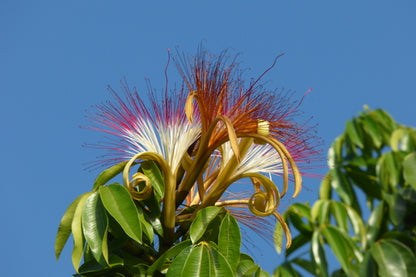 Pachira Aquatica /Money Tree  Flowering Live Plant