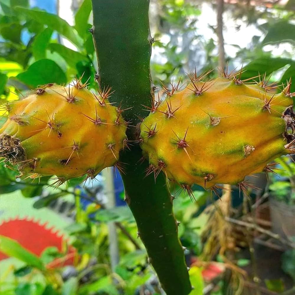 Dragon Fruit Giant Palora Sweet Variety Rooted Plant