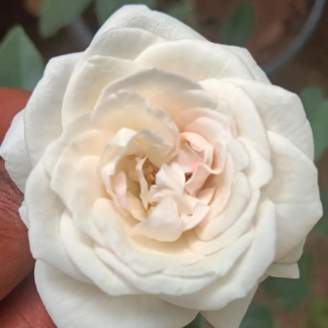 White Paneer Rose – Rare, Fragrant Rose Live plant