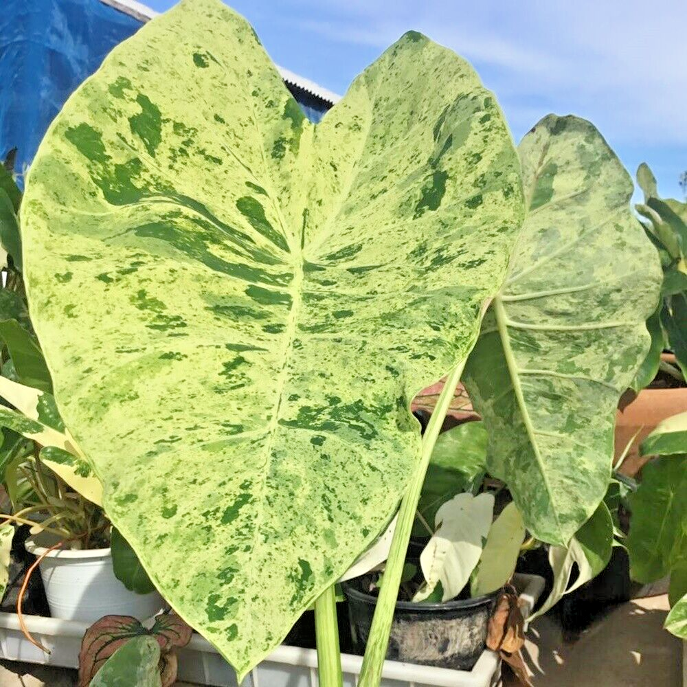 Colocasia ‘Paraiso’ Rare  Live Plant