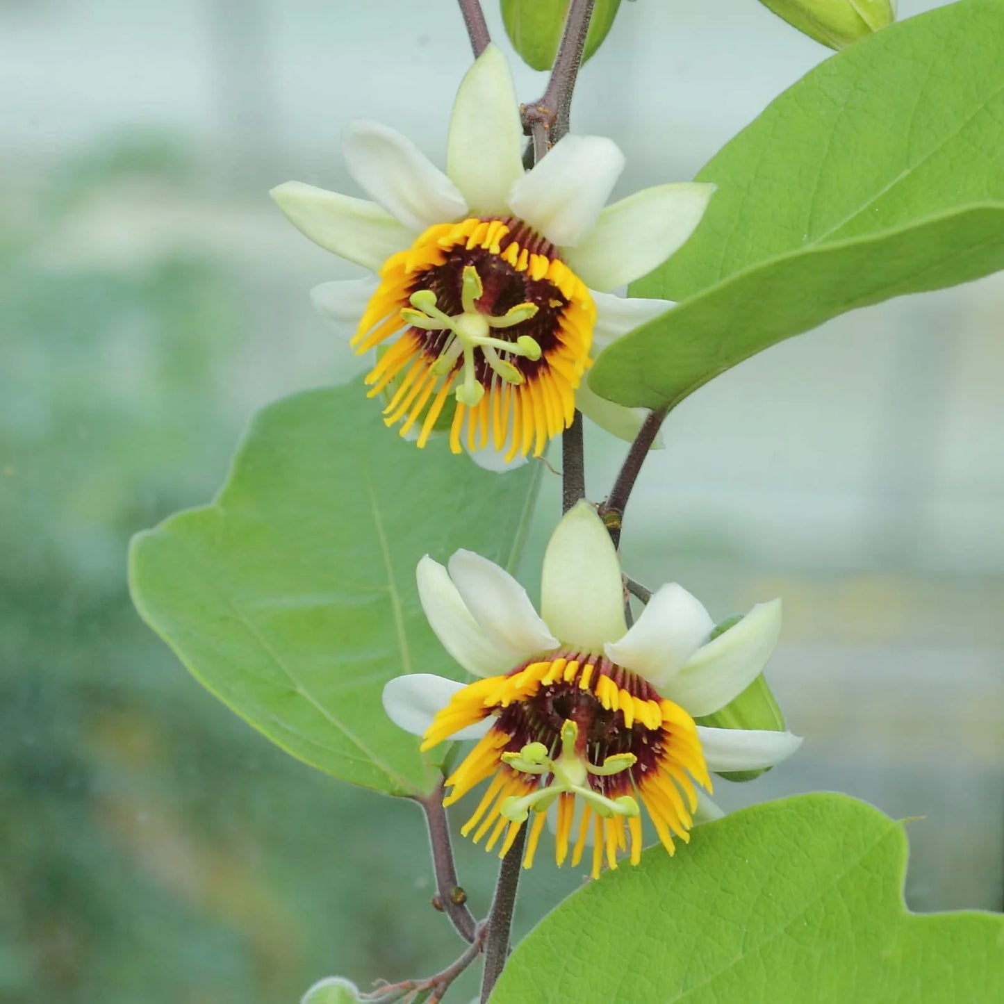 Passiflora yellow (Krishna Kamal) Flowering Live Plant