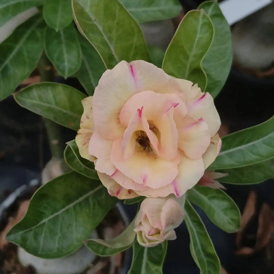 Adenium Peach with Pink – Desert Rose Live Plant