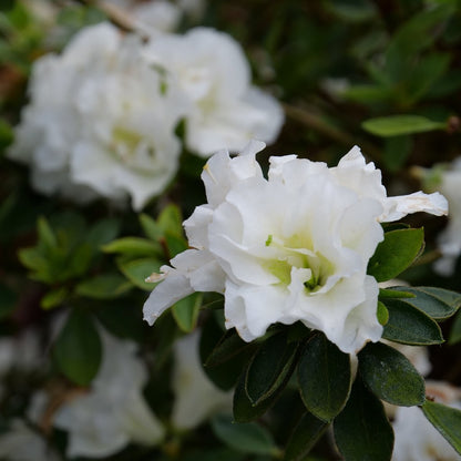 White Azalea Ruffle (Rhododendron) Rare Flowering Live Plant