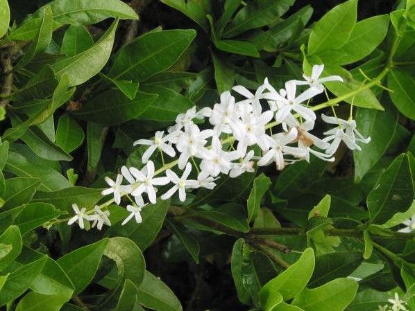 White Petrea Sandpaper Vine Live Plant