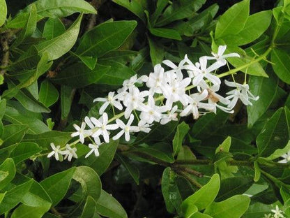 White Petrea Sandpaper Vine Live Plant