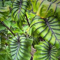 Colocasia ‘Pharaoh’s Mask’ Live Plant
