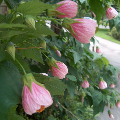 Pink Lantern Hibiscus Flowering Live Plant