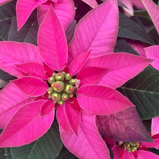 Poinsettia Pink (Euphorbia pulcherrima) Rare Flowering  live Plant
