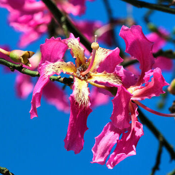 Pink Silk-Cotton Tree (Bombax ceiba) Rare Live Plant