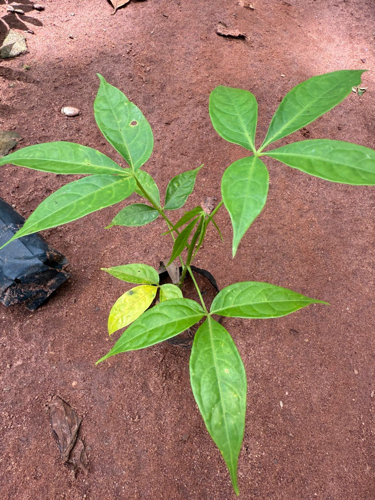 Pink Silk-Cotton Tree (Bombax ceiba) Rare Live Plant