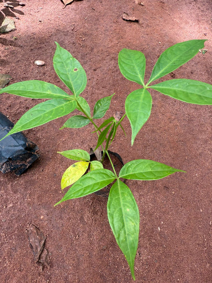 Pink Silk-Cotton Tree (Bombax ceiba) Rare Live Plant